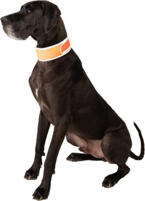 CoolerDog Hi-Vis Dog Cooling Collar...
