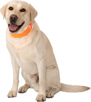 CoolerDog Hi-Vis Dog Cooling Collar...