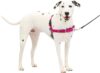 Petsafe Easy Walk Dog Harness, No P...