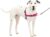 Petsafe Easy Walk Dog Harness, No Pull Dog Harness, Raspberry/Gray, Medium/Large(Pack of 1)